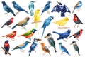 Tropical bird Set isolated white background, canary, kookaburra, kingfisher and finch, exotic bird watercolor painting