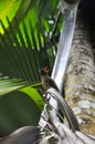 Tropical bird in the rainforest on a branch tree. Royalty Free Stock Photo