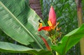 Tropical bird sings on banana flower. Olive-back sunbird male on exotic plant. Royalty Free Stock Photo