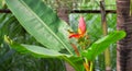 Tropical bird sings on banana flower. Olive-back sunbird male on exotic plant. Exotic nature photo Royalty Free Stock Photo