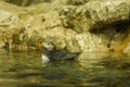 A tropical bird swims in the water near the rock. Hyacinth Macaw, Anodorhynchus hyacinthinus