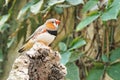 Tropical bird Zebra finch Taeniopygia guttata with red beak si Royalty Free Stock Photo