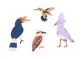 Tropical Birds Boast Vibrant Plumage. Rainforests Birds, Hummingbird And Kagu, Rhinoceros Hornbill Isolated Vector Set