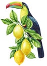 Tropical birds on a branch with fruits on white background. Watercolor hand drawn illustration. Toucan and lemon