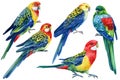 Tropical birds, bright rosella parrots on isolated white background, watercolor drawing Royalty Free Stock Photo