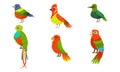 Tropical Birds Collection, Beautiful Birdies with Colored Plumage Vector Illustration