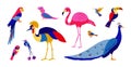 Tropical birds. Exotic colorful parrots and jungle forest birds, isolated collection of southern wild birds. Vector set