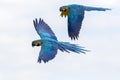 Tropical birds in flight. Blue and yellow Macaw parrots flying. Royalty Free Stock Photo