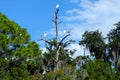 Tropical Birds, Florida marshland