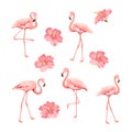 Tropical birds and flowers collection. Pink flamingos set. Hibiscus flowers kit. Fashion tropic bundle. Elements for