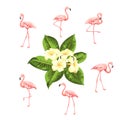 Tropical birds and flowers collection. Pink flamingos set. Plumeria flower kit. Fashion summer print bundle. Elements Royalty Free Stock Photo