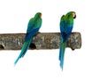 Tropical birds isolated - Parrots Royalty Free Stock Photo