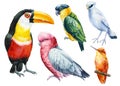 Tropical birds set. Parrots, hummingbird, Jalak Bali, toucan watercolor illustration isolated on white background