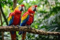Tropical birds sitting on a tree branch in the rainforest. Colorful scarlet macaw parrots Royalty Free Stock Photo