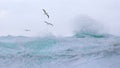 Tropical birds soar above the waves Royalty Free Stock Photo