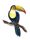 Tropical birds Toucan and