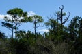 Tropical birds in the trees of Florida wetlands