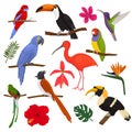 Tropical birds vector exotic parrot toucan and hummingbird with palm leaves illustration set of fashion birdie ibis or