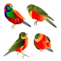 Tropical birds watercolor  on a white background  vintage  set of four vector illustration editable hand draw Royalty Free Stock Photo