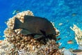 Tropical black fish, coral reef.Red sea ,Egypt Royalty Free Stock Photo