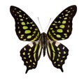 Tropical black and green butterfly Royalty Free Stock Photo