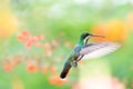 Tropical Black-throated Mango hummingbird hovering in the air with a colorful background Royalty Free Stock Photo