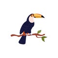 Tropical black toucan bird on the branch, cartoon exotic wild bird with orange beak, jungle fauna animal vector isolated