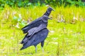 Tropical Black Vultures on Mangrove Pouso Beach Ilha Grande Brazil Royalty Free Stock Photo