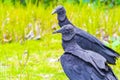 Tropical Black Vultures on Mangrove Pouso Beach Ilha Grande Brazil Royalty Free Stock Photo