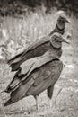 Tropical Black Vultures on Mangrove Pouso Beach Ilha Grande Brazil Royalty Free Stock Photo