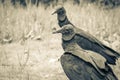 Tropical Black Vultures on Mangrove Pouso Beach Ilha Grande Brazil Royalty Free Stock Photo