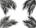 Tropical black and white palm leaves on four sides. Set. Isolated on white background. illustration