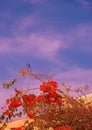 Tropical Bloom flowers and sky background. Plant aesthetic wallpaper. Canary island Royalty Free Stock Photo