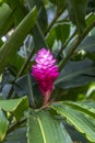 Blooming Ginger Plant