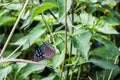 Tropical blue and black butterfly sitting on a flower Royalty Free Stock Photo