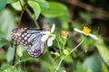 tropical blue and black butterfly sitting on a flower Royalty Free Stock Photo