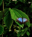 Tropical blue butterfly Royalty Free Stock Photo