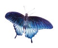 Tropical blue butterfly Royalty Free Stock Photo