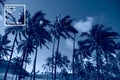 Tropical blue classic background. Palm tree on Easter Island. Color of the year. Coy2020