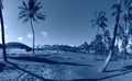 Tropical blue classic background. Palm tree on Easter Island. Color of the year. Coy2020 Royalty Free Stock Photo