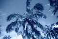 Tropical blue classic background. Palm tree on Easter Island. Color of the year. Coy2020
