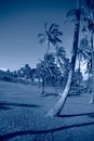 Tropical blue classic background. Palm tree on Easter Island. Color of the year. Coy2020