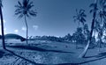 Tropical blue classic background. Palm tree on Easter Island. Color of the year. Coy2020