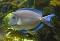 Tropical blue fish Royalty Free Stock Photo