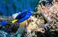 Tropical blue fish and clownfish Royalty Free Stock Photo