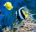 Tropical blue fish and clownfish Royalty Free Stock Photo