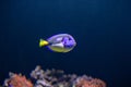 Tropical blue fish Royalty Free Stock Photo
