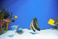 Tropical blue fish surgeonfish Royalty Free Stock Photo