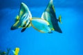 Tropical blue fish surgeonfish Royalty Free Stock Photo