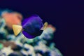 Tropical blue fish Royalty Free Stock Photo